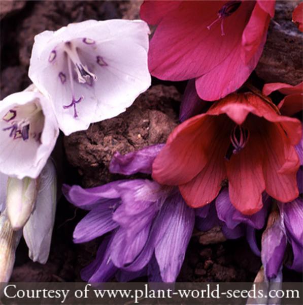 Dierama &lsquo;Plant World Jewels&rsquo;