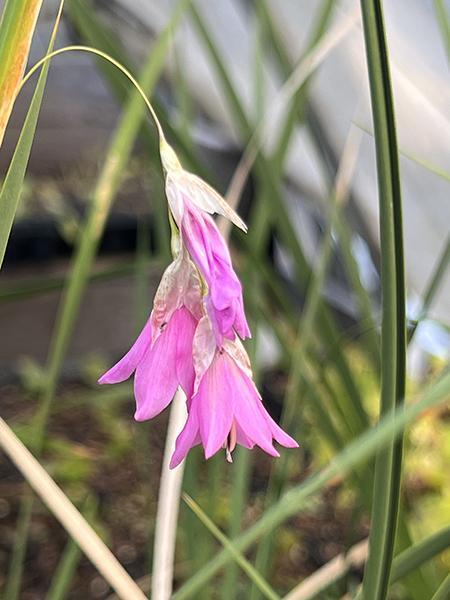Dierama reynoldsii