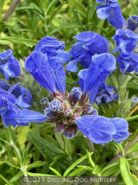 Dracocephalum argunense &lsquo;Fuji Blue&rsquo;