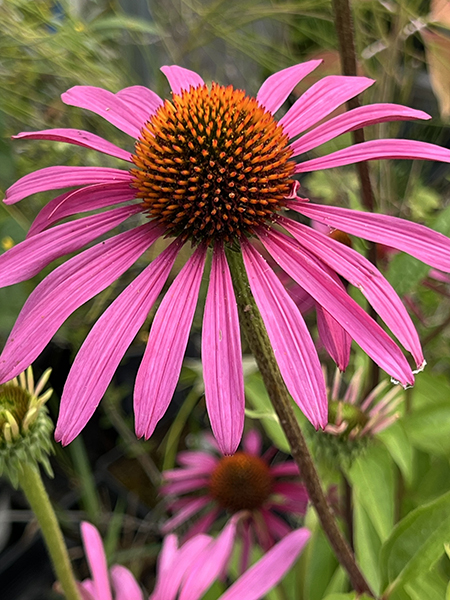 Echinacea purpurea ‘Ruby Star (Rubinstern)’