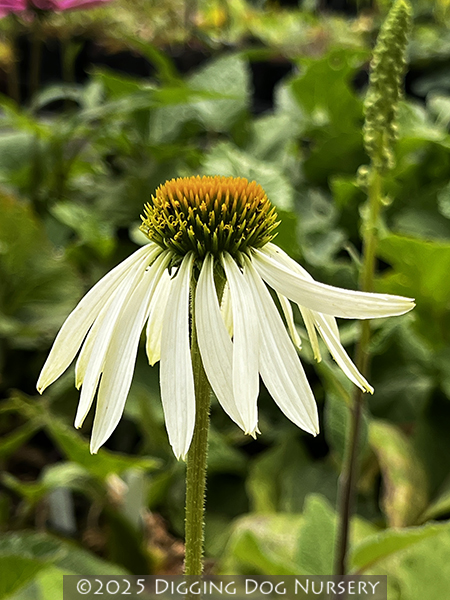 Echinacea purpurea ‘White Swan’
