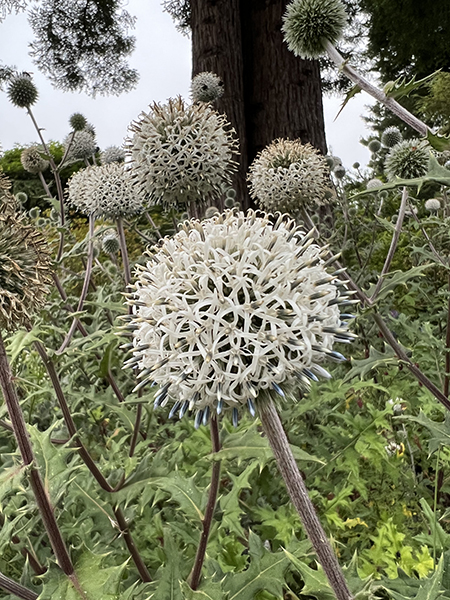 Echinops sphaerocephalus &lsquo;Arctic Glow&rsquo;