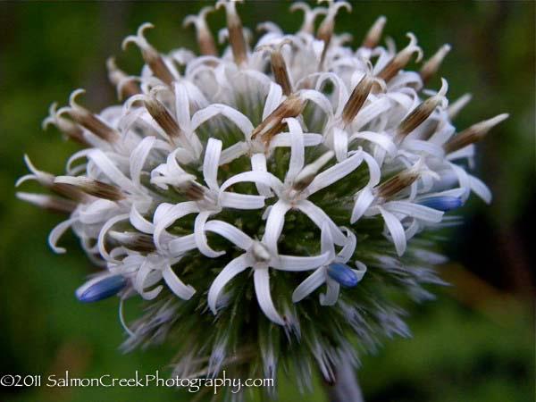 Echinops bannaticus ‘Star Frost’