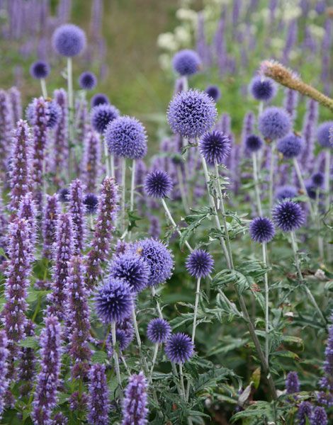 Echinops ritro &lsquo;Veitchs Blue&rsquo;