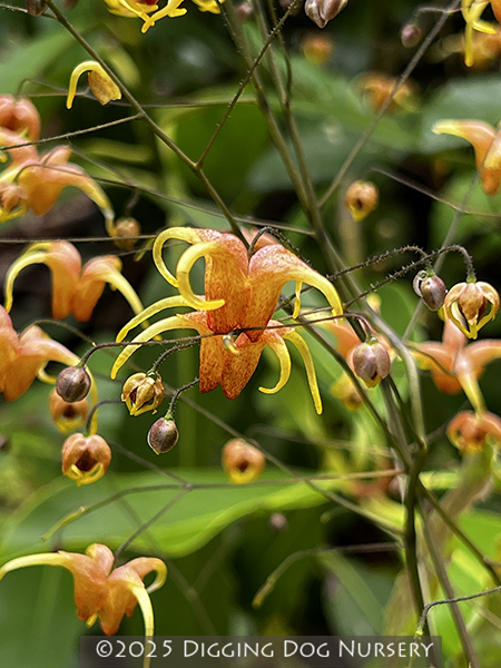 Epimedium &lsquo;Amber Queen&rsquo;