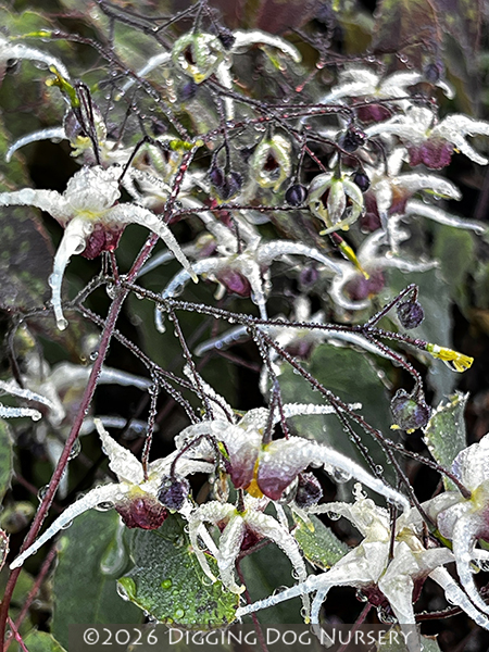 Epimedium &lsquo;Domino&rsquo;