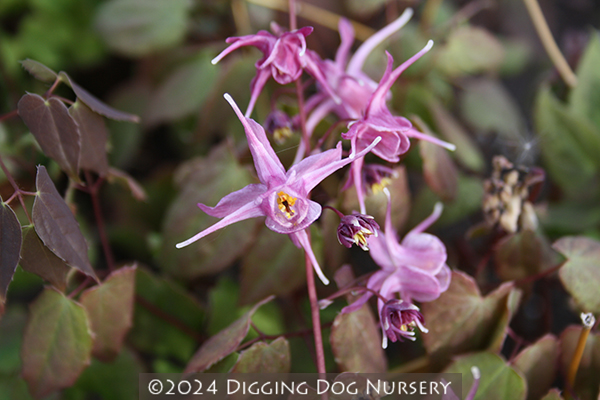 Epimedium grandiflorum &lsquo;Lilafee&rsquo;