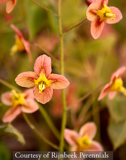 Epimedium warleyense ‘Orange Queen’