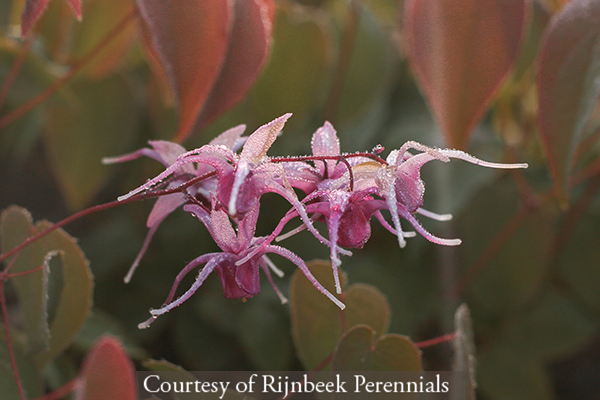 Epimedium grandiflorum &lsquo;Pierre�s Purple&rsquo;