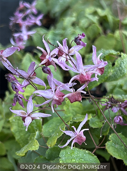 Epimedium ‘Pink Elf’