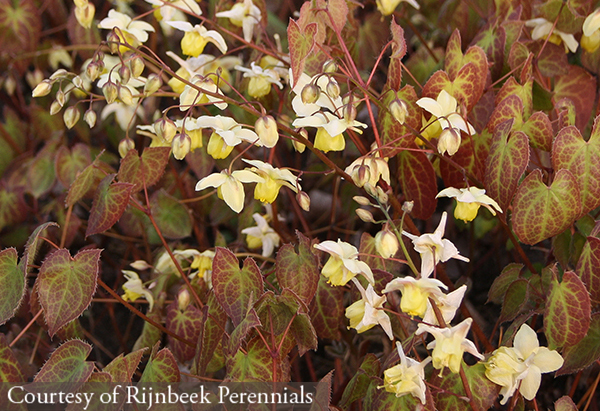 Epimedium versicolor ‘Sulphureum’