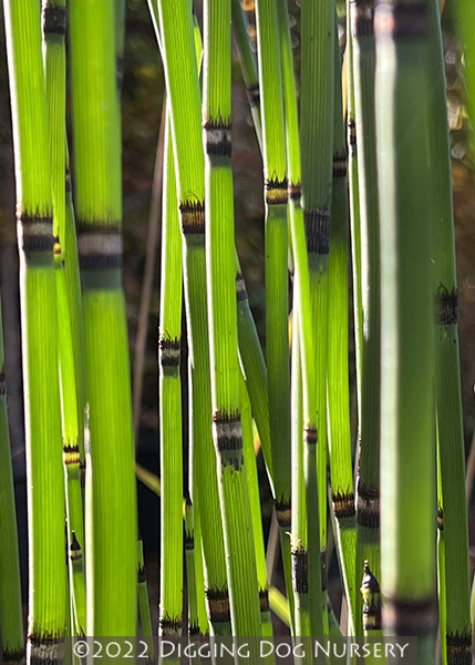 Equisetum hyemale