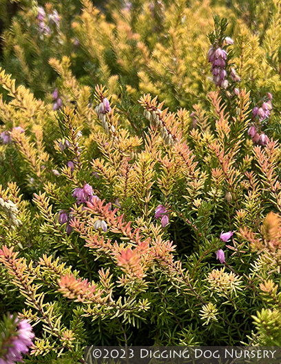 Erica darleyensis &lsquo;Mary Helen&rsquo;