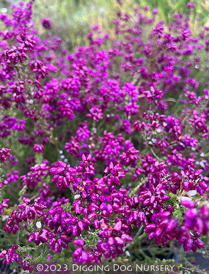 Erica cinerea Purple Beauty