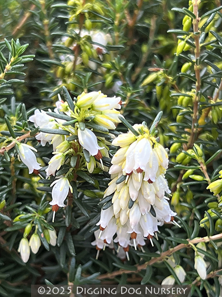 Erica carnea &lsquo;Springwood White&rsquo;