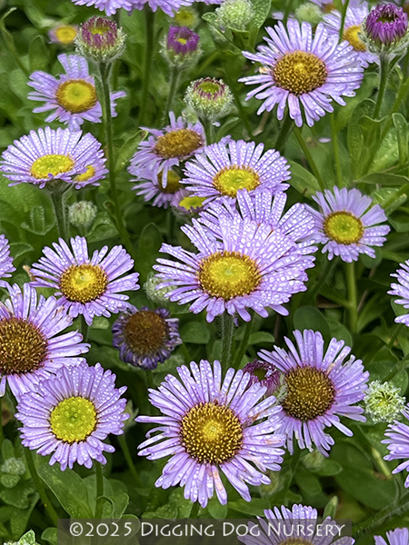 Erigeron glaucus &lsquo;Cape Sebastian&rsquo;