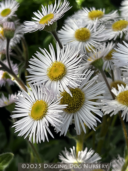 Erigeron pulchellus ‘Lynnhaven Carpet’