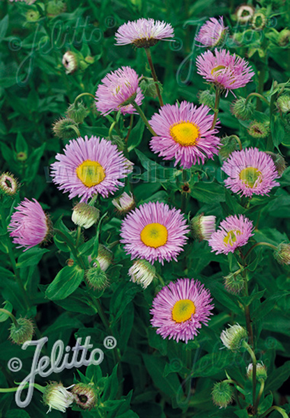 Erigeron speciosus &lsquo;Pink Jewel&rsquo;