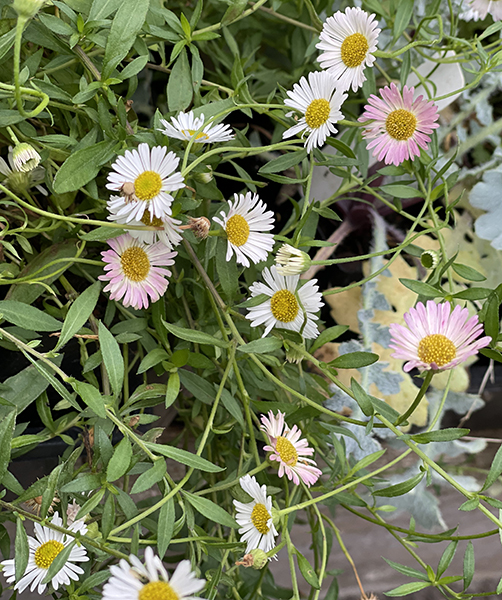 Erigeron karvinskianus &lsquo;Stallone&rsquo;