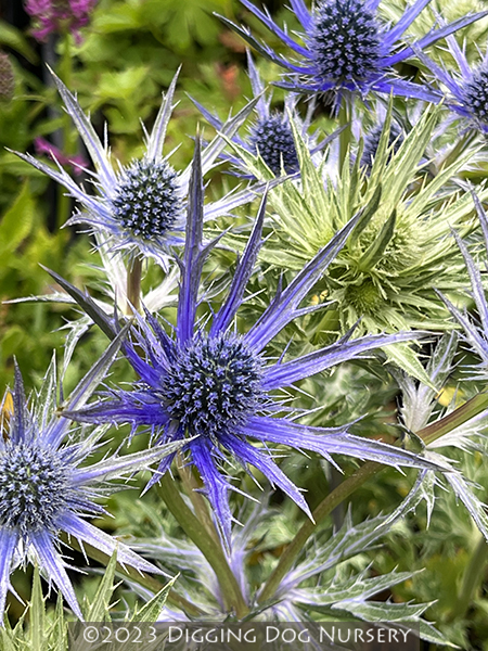 Eryngium ‘Big Blue’