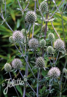 Eryngium planum &lsquo;White Glitter&rsquo;