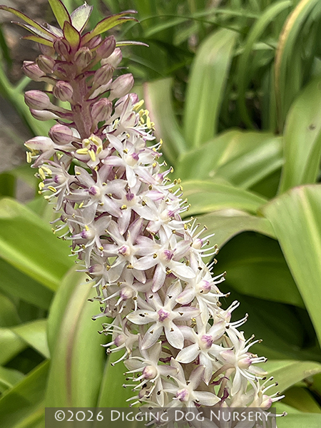 Eucomis comosa ‘Innocence’