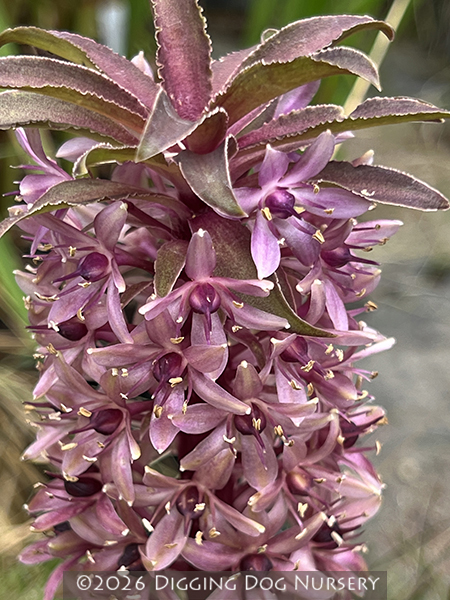 Eucomis comosa ‘Sparkling Burgundy’