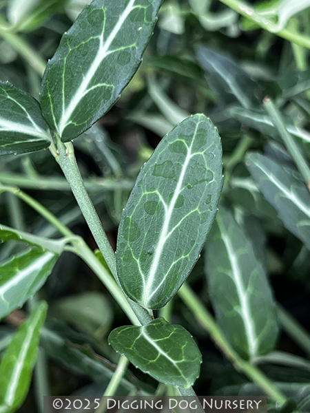 Euonymus fortunei Wolong Ghost