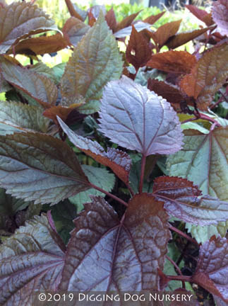 Eupatorium rugosum ‘Chocolate’