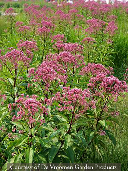 Eupatorium maculatum &lsquo;Riesenschirm&rsquo;