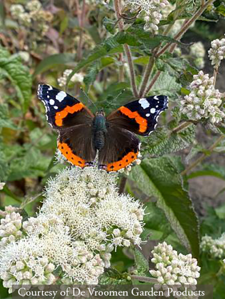 Eupatorium maculatum &lsquo;Snowball&rsquo;