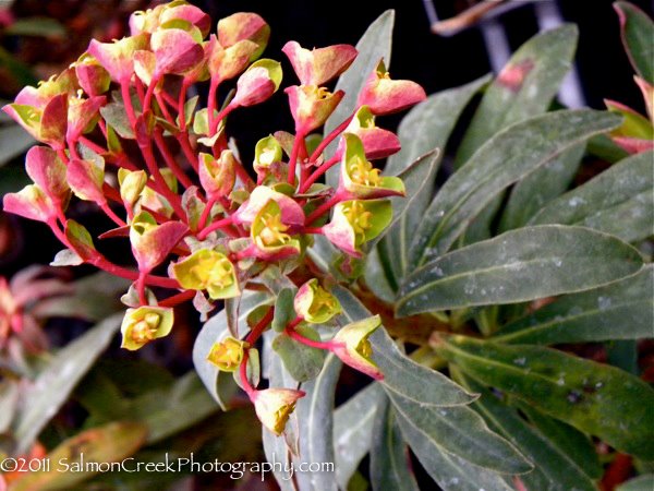 Euphorbia &lsquo;Canyon Gold&rsquo;