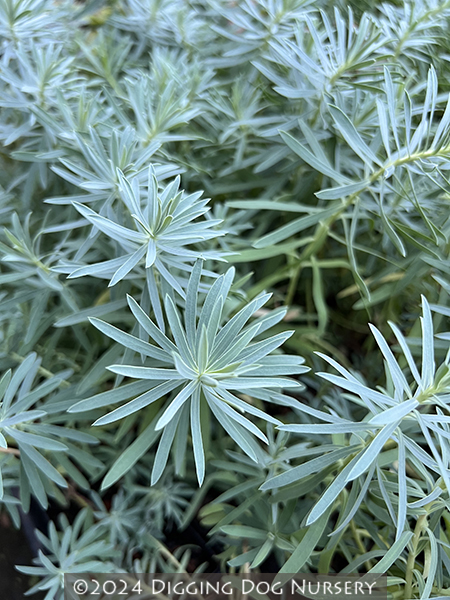 Euphorbia &lsquo;Copton Ash&rsquo;