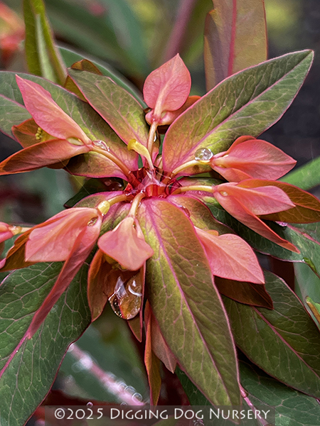 Euphorbia griffithii ‘Fireglow’