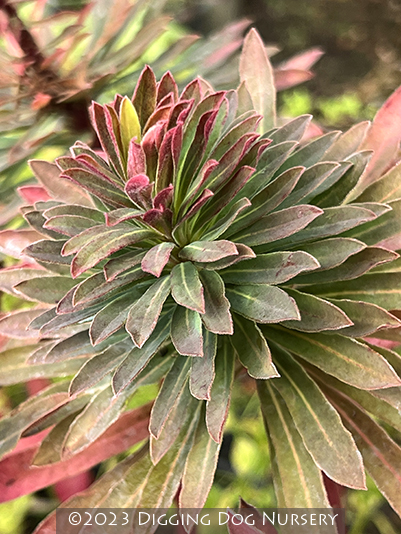 Euphorbia characias ‘Red Wing’