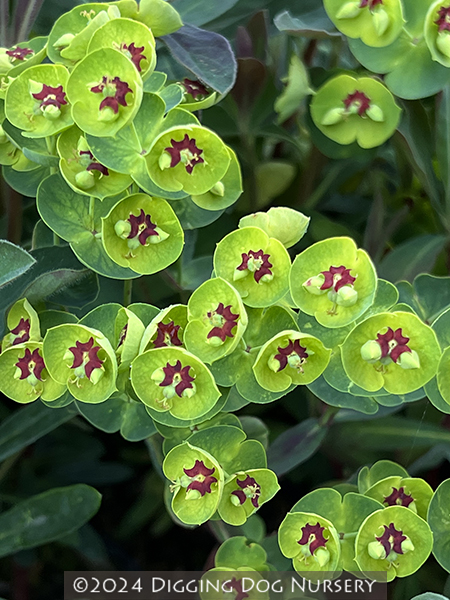 Euphorbia martini