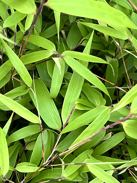 Fargesia dracocephala Rufa