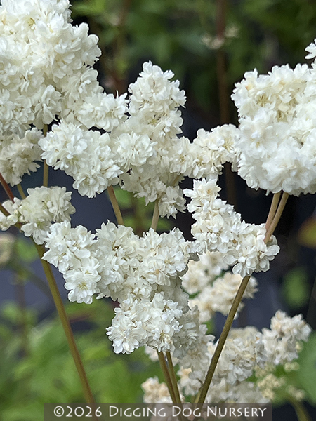 Filipendula vulgaris &lsquo;Flore Pleno&rsquo;