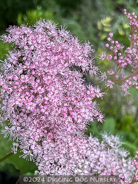 Filipendula rubra &lsquo;Venusta&rsquo;