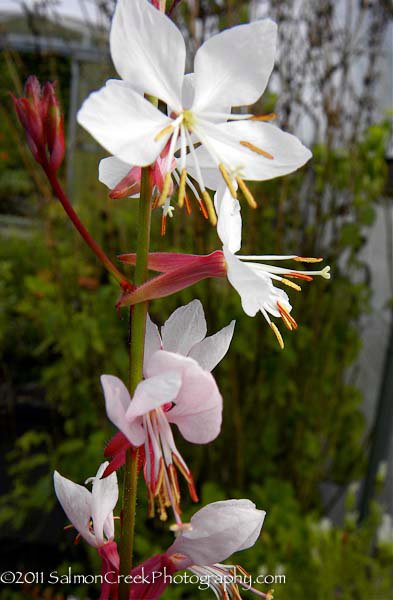 Gaura lindheimeri &lsquo;Summer Breeze&rsquo;