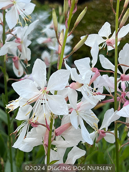 Gaura lindheimeri &lsquo;White Heron&rsquo;
