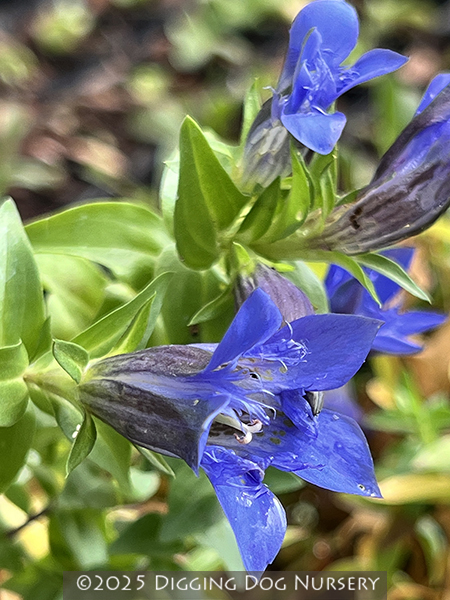 Gentiana septemfida &lsquo;Select&rsquo;