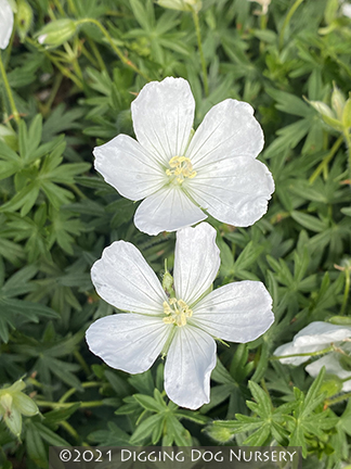 Geranium sanguineum &lsquo;Album&rsquo;