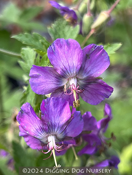 Geranium phaeum &lsquo;Alec&rsquo;s Pink&rsquo;