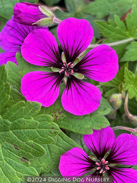 Geranium &lsquo;Anne Thomson&rsquo;