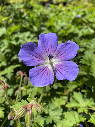 Geranium himalayense &lsquo;Baby Blue&rsquo;