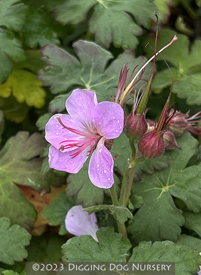 Geranium macrorrhizum ‘Bevans Variety’