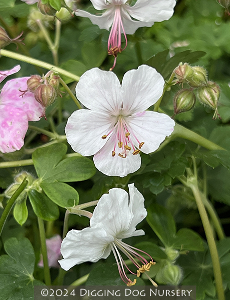 Geranium cantabrigiense ‘Biokovo’