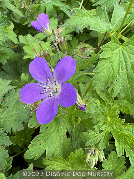 Geranium sylvaticum &lsquo;Birch Lilac&rsquo;