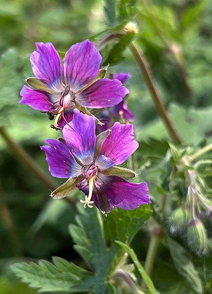Geranium monacense &lsquo;Breckland Fever&rsquo;